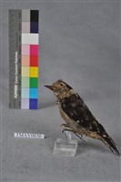 藏品(小啄木)的圖片